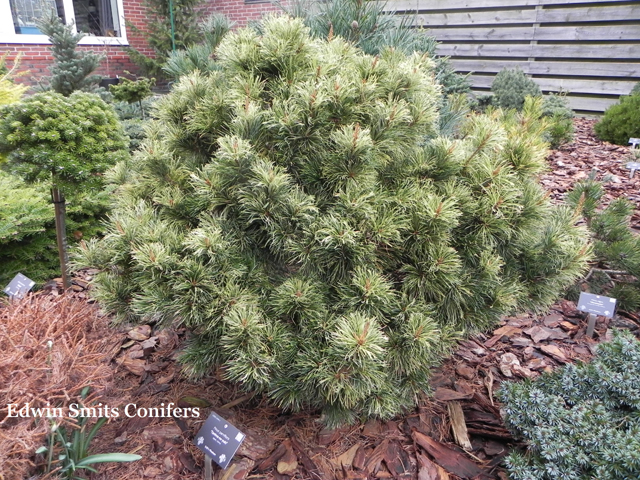 Pinus parviflora 'Tanima-no-yuki'